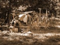 Civil War Encampment Royalty Free Stock Photo